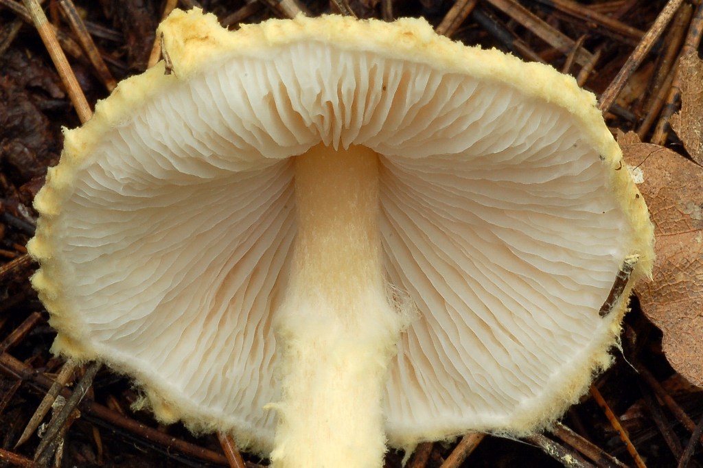 Lepiota.